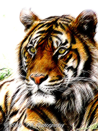 park newzealand christchurch animal cat google wildlife tiger bigcat orana pjl oranawildlifepark itsazoooutthere flickrbigcats philnz1965 phillecren pjlphotography