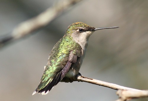 birds hummingbirds quintana rubythroatedhummingbird archilochuscolubris