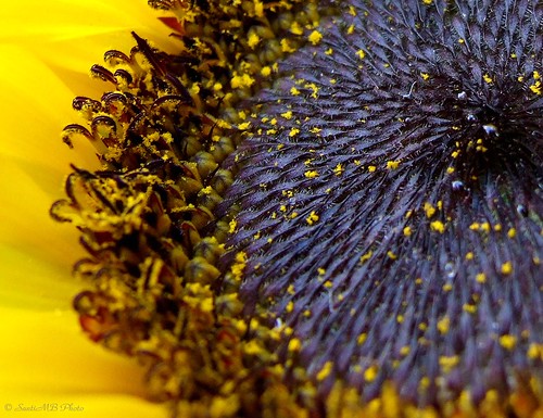 flower macro flor sunflower polen girasol