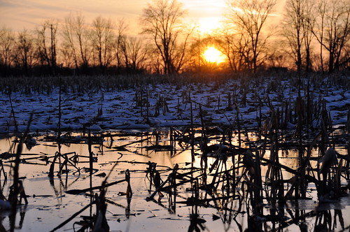 winter sunset frozen corn cornfield nikon michigan farm dexter d90