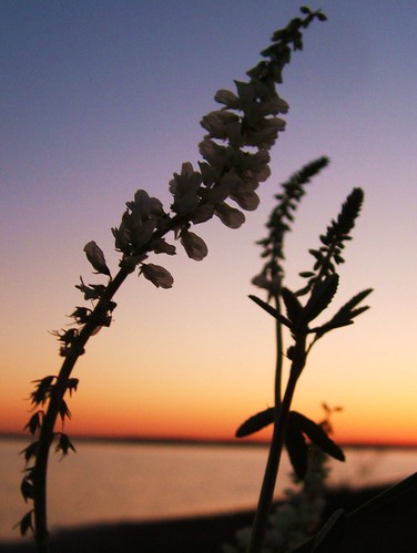 lake flower sunrise lakelewisville