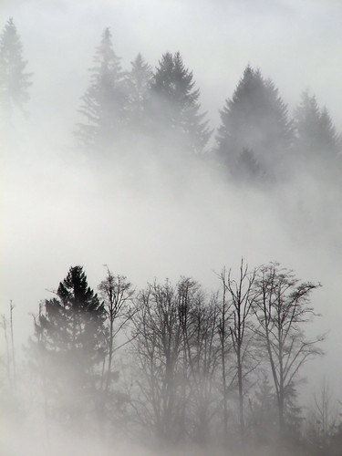 trees cloud mist tree fog forest woodland river washington woods lewis valley wa lewisriver canons3