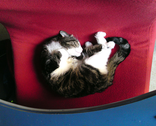 sleeping pets cat pose simson c905