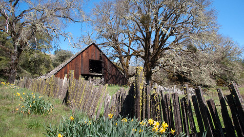 california leica wood flowers trees sunlight flower tree green overgrown oneaday grass sunshine barn fence landscape photo moss spring photoaday lichen 365 decrepit derelict pictureaday willits highway20 project365 dlux3 danielmacdonald dmacphoto danielmacdonaldphotographer dmacphotocom