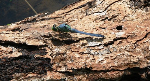 oklahoma insect dragonfly wildliferefuge odonata libellulidae easternpondhawk erythemissimplicicollis comanchecounty wichitamtns