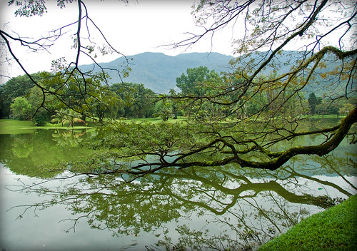 park old mountain lake tree green nature water reflections garden landscape asia branches peaceful malaysia serene taiping perak travelphotography maxwellhill nikkor18200mmvr taipinglakegarden