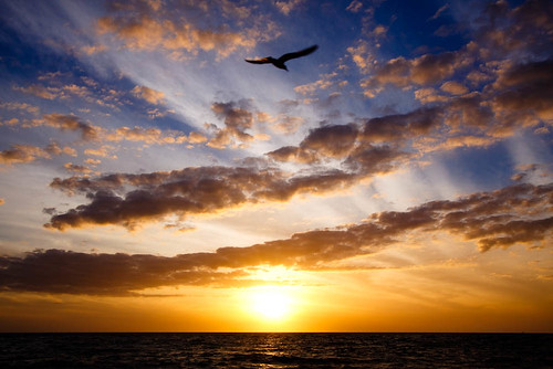 blue sunset sky orange bird beach gulfofmexico water silhouette stpetersburg landscape treasureisland seagull explore sunsetbeach 1022mm 34 mapped