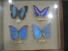 Morpho Butterflies_2067