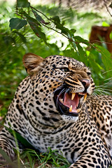 Fierce Leopard