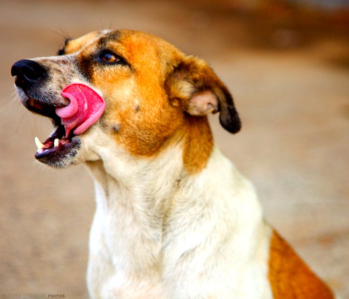 dog india tongue canon wildlife handheld 2009 platinumphoto citrit canoneos5dmarkii winnr canonefllens