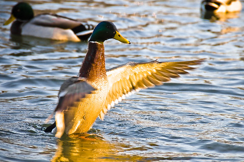 bird water duck nikon wildlife victor danube bergmann d90 vicbergmann