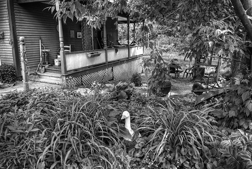 river garden vermont goose barbecue porch lillies hostas wheelbarrow montpelier gander nikon1755mmf28