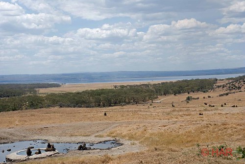 africa nature animal landscape nikon kenya wildlife reserve safari nakuru lakenakuru d80 lakenakurulodge theunforgettablepictures