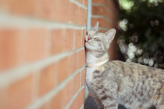This cat is showing how much I will love the brick wall that helps me cope with these books. Photo is of a tortoise-shell cat resting its cheek against a brick wall with its eyes blissfully closed.Image courtesy David Joyce via Flickr. 