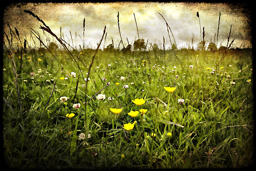 trees sky grass canon geotagged leicestershire sigma textures clover 1020mm buttercups 450d skeletalmess pdeee454 geo:lat=52574774 geo:lon=0987651