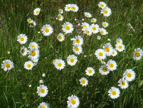 flowers june daisies spring michigan daisy wildflowers blooms brucetownship