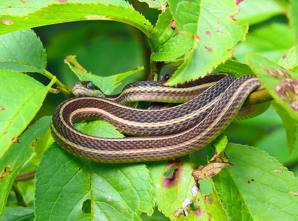 Ribbon Snake (Reptiles of Alabama) ·