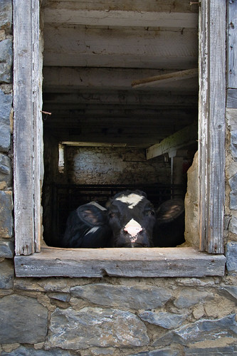 barn cow paradise farm pa strasburg bedandbreakfast lancastercounty ronks verdantview