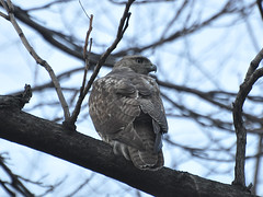 Central Park Juvenile Red-tail