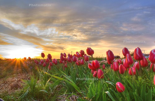 flowers sky tulips hdr sonyalphadslra200