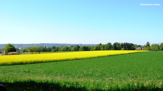 Rap Seed Field in Feldbrunnen