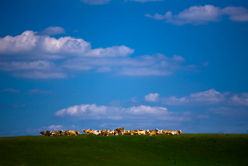 blue summer sky green field grass wisconsin clouds rural canon landscape photography photo midwest cattle cows image farm country hill group picture pasture 5d pastoral livestock herd huddle canoneos5d flickrexplore canonef70200mmf4lisusm lorenzemlicka