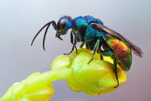 blue macro colors insect wasp portfolio sedum vu a2 abdomen hymenoptera micronikkor105mmf4 apocrita raynoxdcr250 cuckoowasp chrysididae sb400 fujifilms5pro