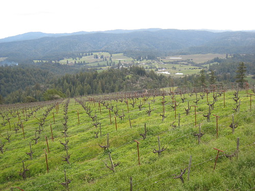 wine winery vineyards mendocino esterlina andersonvalley