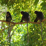 3 Dusky Leaf Monkeys