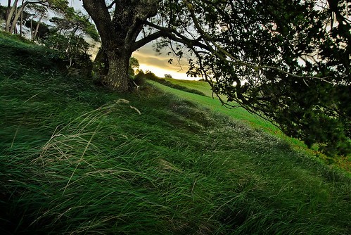 tree green grass k rural sunrise landscape countryside oak biosphere springtime d80 josephstree