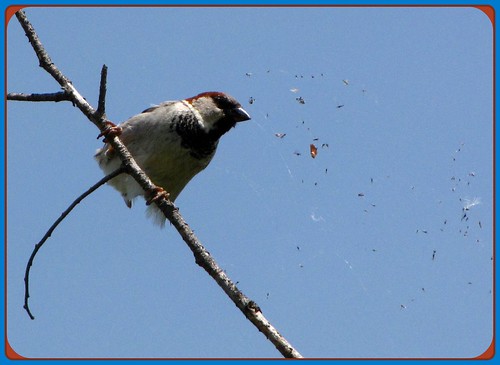 sparrow londonontario webstealer