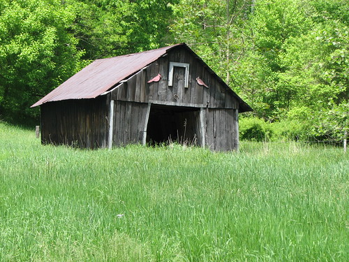 meighen marshallcounty wv westvirginia ohiovalley landscape abandoned farm barn rust decay forgotten rural trees tree plant plants leaves nature foliage building outside outdoors shed stable outbuilding outdoor grass grasses grassy overgrown geotagged spring day sunny clear flickriver flickr