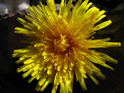 uk flower macro nature yellow dandelion harlow essex