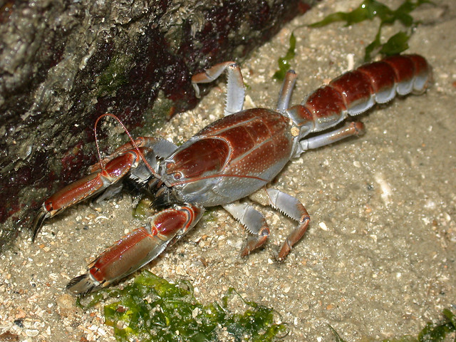 Mud lobster (Thalassina sp.)