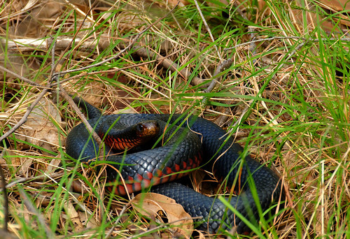 Pseudechis porphyriacus | The Reptile Database