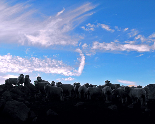 camera blue sky cloud color fall film home animals digital america atardecer afternoon fuji sheep shepherd farm cerro otoño region autumm coyhaique aysén austral