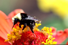 bee on a zinnia flower   macro    MG 0438 