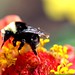 bee on a zinnia flower   macro    MG 0438