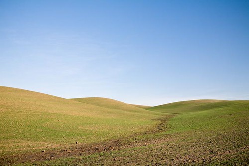 usa green field washington spring bluesky rollinghills palouse trickle noclouds freshgrowth