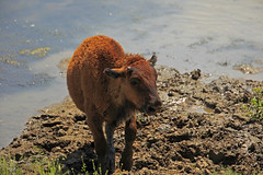Baby Bison makes it out