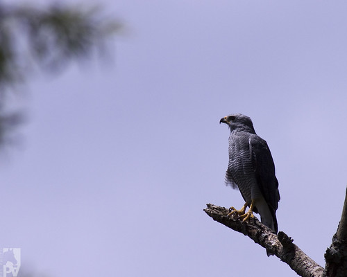 bird hawk guatemala ave falcon pajaro birdofprey falco halcón rapiña halcon avedepresa pal1970