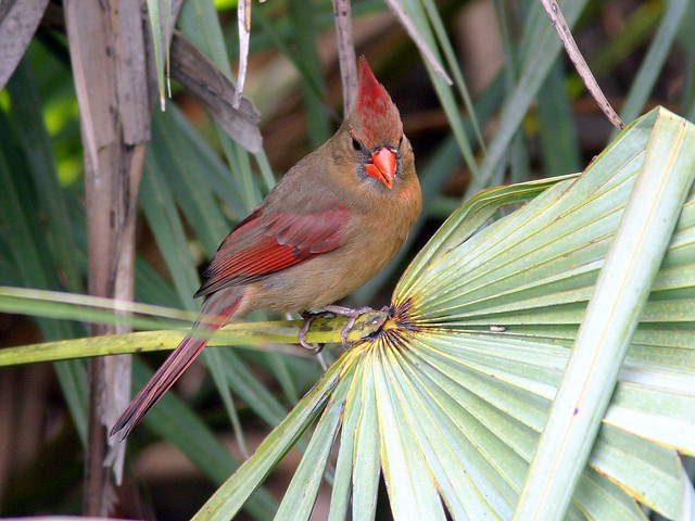 Female Northern Cardinal 20090225