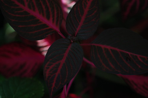 pink plant dark ncmuseumoflifeandscience