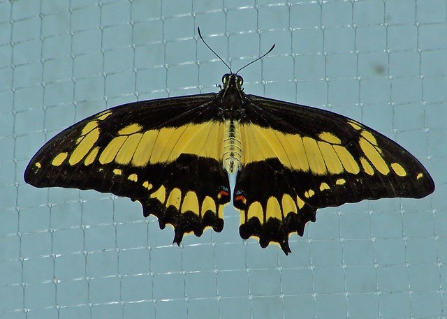 Black and Gold Butterfly  Flickr  Photo Sharing!