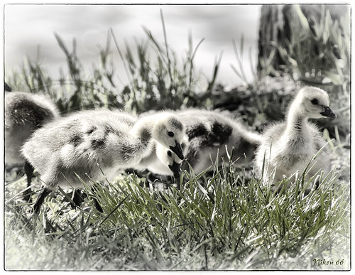 illinois nikon stlouis goslings d300 400mmf35nikkor horeshoelake ©copyright