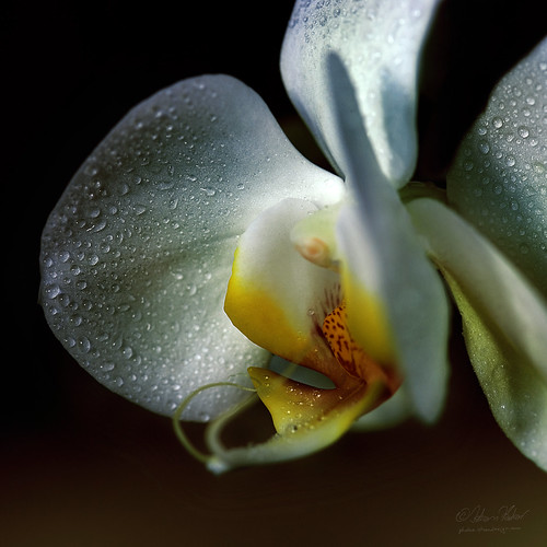 flowers orchid macro orchidaceae tropical angiospermae