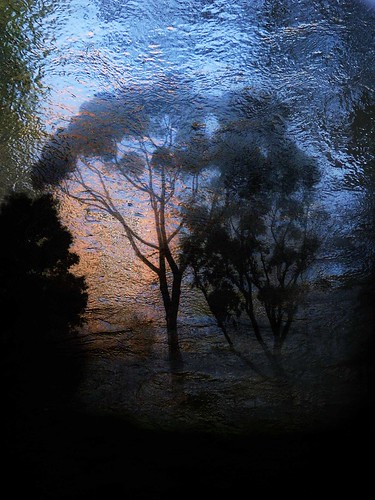trees texture water fog australia victoria eucalypt layers photoshopelements itg highfieldpark canona710 memoriesbook awardtree daarklands
