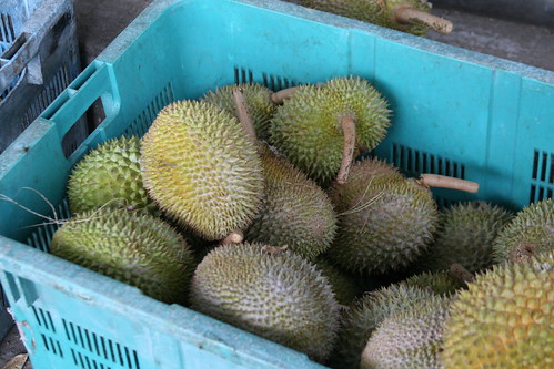 malaysia durian muar geotagging