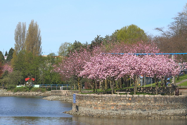 Cherry Blossoms On Granville Island