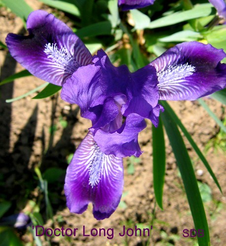 iris seedling rooding tasquier